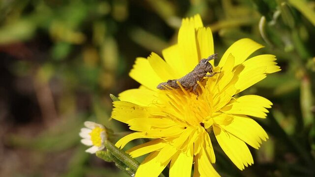 Ninfa de saltamontes comiendo p&eacute;talo de flor diente de le&oacute;n com&uacute;n (Taraxacum officinale), Alcoy, Espa&ntilde;a