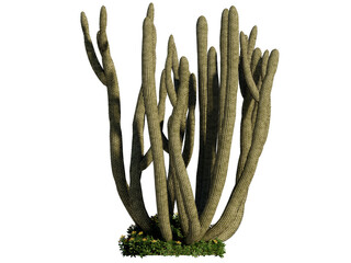 Organ Pipe Cactus 3D isolated illustration. Cut out cactus  © Virgo Oktaviano