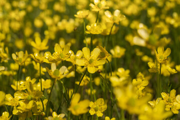 Obraz premium Common or meadow Buttercup (Ranunculus acris), bright yellow flower