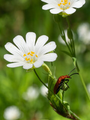 Obraz premium Stellaria with beetle