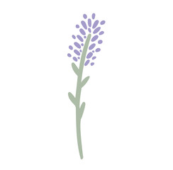 lavender flowers isolated on white