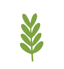 green plant isolated on white background