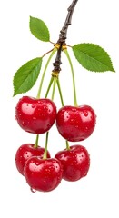 Fresh red cherries with water droplets hanging from a branch