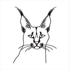 Close-Up of a Majestic Caracal in the Wild