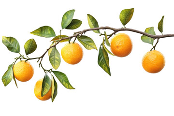 Ripe Oranges On Branch isolated on a transparent background