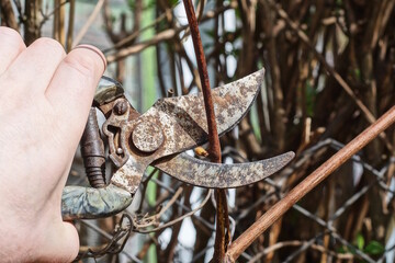 a hand holds a gray rusty metal pruner pruning a brown dry branch of a plant in a spring garden