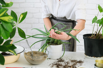 Home gardening, love of houseplants, woman caring about plants at home