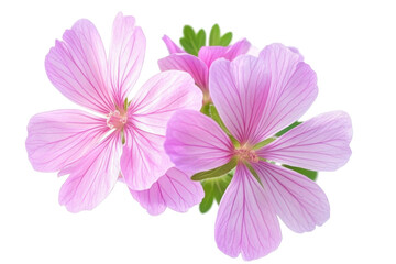 Fototapeta premium Geranium isolated on a transparent background