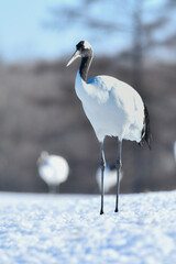 北海道で見られる日本を代表する美しい野鳥、冬の雪原の真白なタンチョウ