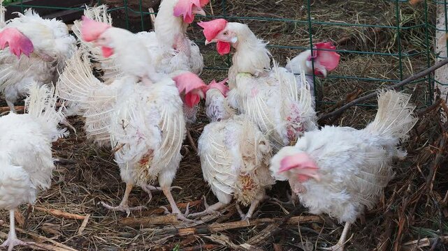 White domestic chickens molt outside