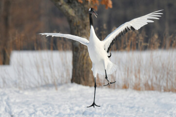 北海道で見られる日本を代表する美しい野鳥、冬の雪原の真白なタンチョウ