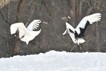 北海道で見られる日本を代表する美しい野鳥、冬の雪原の真白なタンチョウ