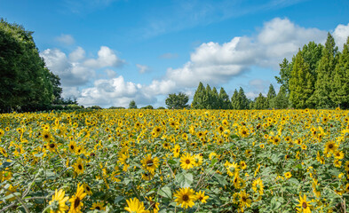 日本の広島にある世羅高原のヒマワリ畑