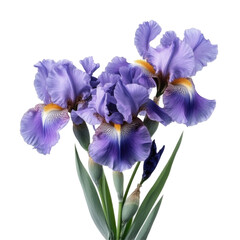 Bearded Iris isolated on a transparent background