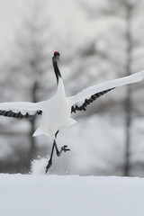 北海道で見られる日本を代表する美しい野鳥、冬の雪原の真白なタンチョウ