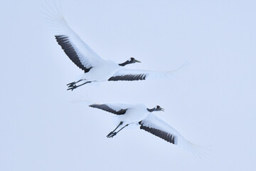 北海道で見られる日本を代表する美しい野鳥、冬の雪原の真白なタンチョウ