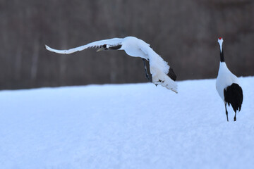 北海道で見られる日本を代表する美しい野鳥、冬の雪原の真白なタンチョウ