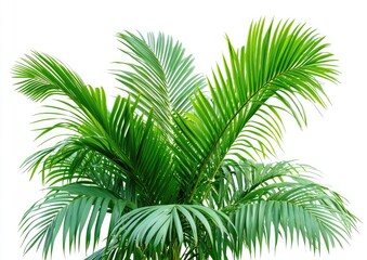 Obraz premium Lush green palm fronds against white background. Vibrant, healthy foliage