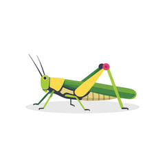 Vector Illustration of grasshopper,Joyful insect Character for decor.