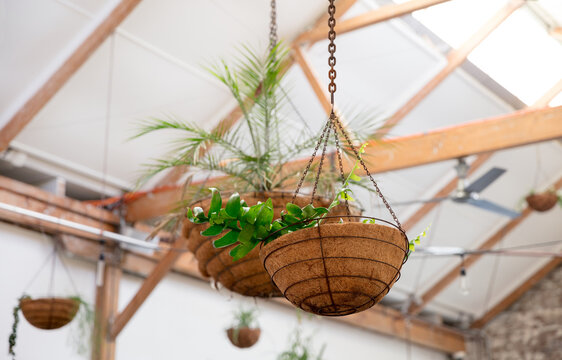 Pot plants hanging from rafters on ceiling