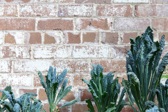 Kale plants in a row against rustic brick wall