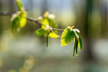 Der Wald erwacht. Erste zarte Buchenblätter recken sich der Sonne entgegen.