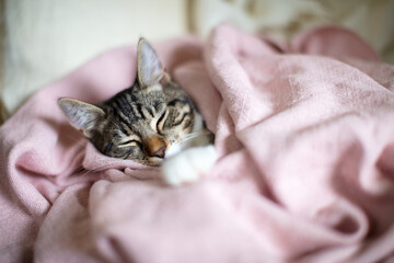 Kitten sleeping whilst wrapped up in pink cotton blanket