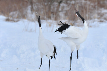 北海道で見られる日本を代表する美しい野鳥、冬の雪原の真白なタンチョウ