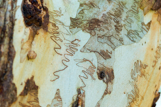 Various insect patterns on Eucalyptus scribbly gum tree