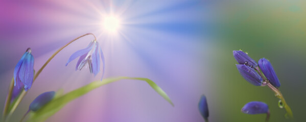 Blue flower of Siberian squil (Scilla siberica ) with water drop on natural background in sunlight...