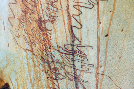 Various insect patterns on Eucalyptus scribbly gum tree