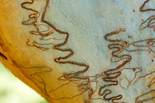 Various insect patterns on Eucalyptus scribbly gum tree