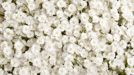 Delicate White Baby's Breath Flowers in Soft Floral Arrangement with Romantic and Peaceful Atmosphere