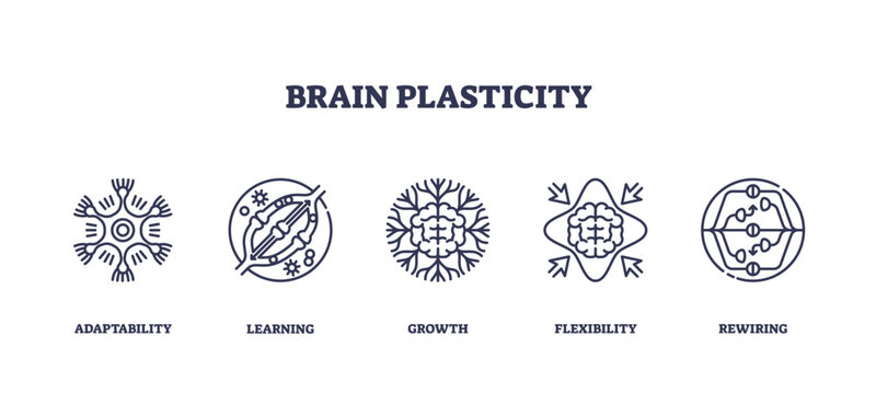 Brain plasticity shows adaptability, learning, and neural growth with outlined icons of brain, arrows, and neural connections. Outline icons set