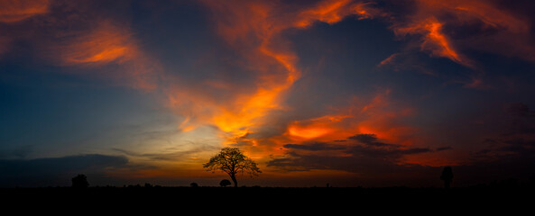 Panorama silhouette tree in africa with sunset.Tree silhouetted against a setting sun.Dark tree on open field dramatic sunrise.Typical african sunset with acacia trees in Masai Mara, Kenya