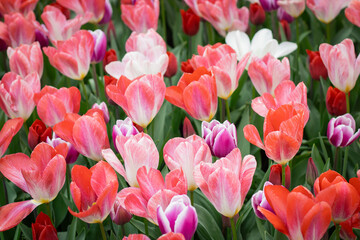 Flowers in bloom, pink tulips in various shades. Floral wallpaper, spring designs, garden ads, plant care, fertilizers, or flower shop marketing.