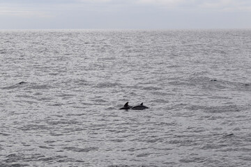 Fototapeta premium Wild Dolphin Leaping Out of the Ocean