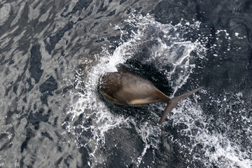 Wild Dolphin Leaping Out of the Ocean