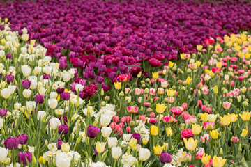 Fototapeta premium Vibrant tulip field with a variety of flower types and vivid colors. Bright spring bloom, flower cultivation, ornamental planting, landscape design, gardening visuals, fertilizer and seed branding.