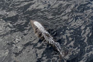 Wild Dolphin Leaping Out of the Ocean