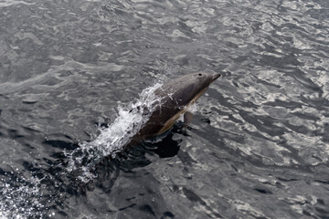 Wild Dolphin Leaping Out of the Ocean