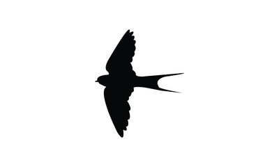 Flying African red rumped swallow bird Silhouette Design  And Vector Illustration. 