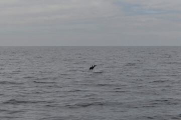 Wild Dolphin Leaping Out of the Ocean
