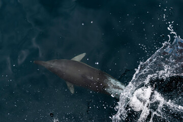 Fototapeta premium Wild Dolphin Leaping Out of the Ocean