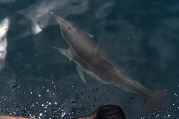 Wild Dolphin Leaping Out of the Ocean