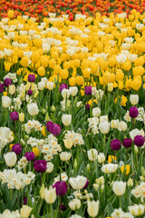 Obraz premium Vibrant tulip field with a variety of flower types and vivid colors. Bright spring bloom, flower cultivation, ornamental planting, landscape design, gardening visuals, fertilizer and seed branding.