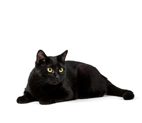 Black cat isloated on white background