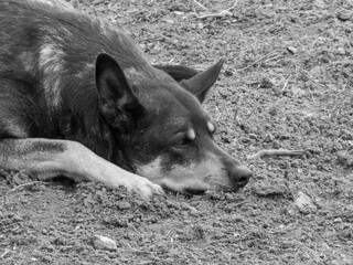 Sad Stray Dog Resting on the Ground in Black and White