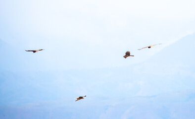 A flock of eagles flying over the mountains. Golden eagles in free flight. Wild birds of prey have gathered in a flock and are flying above the ground.