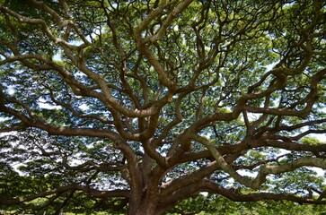 Fototapeta premium モアナルア・ガーデンのモンキーポッド